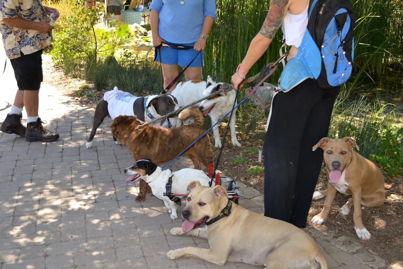 Trails n Tails 2015