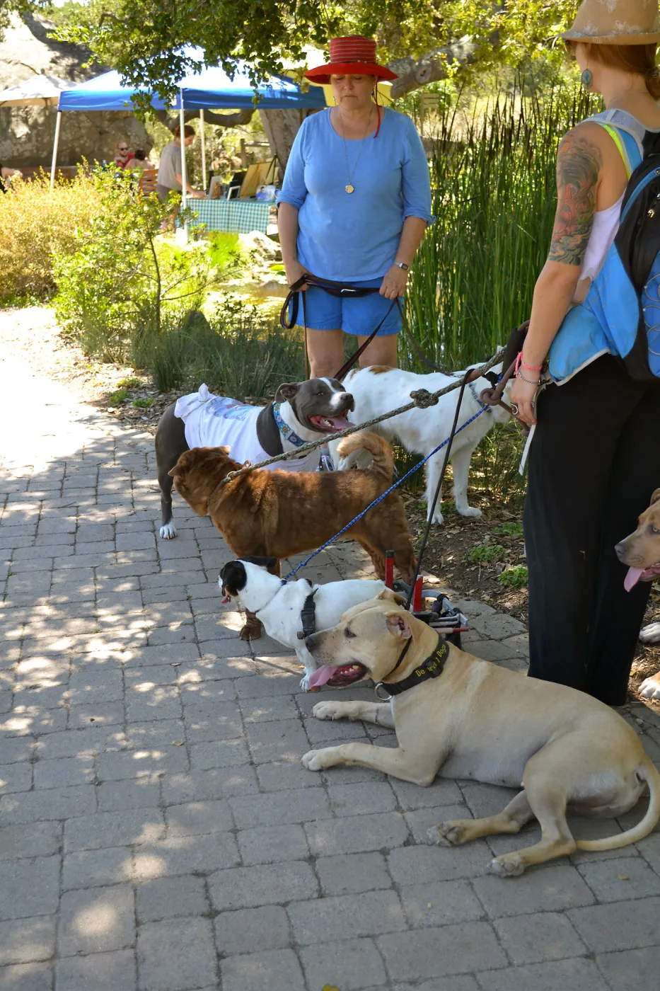 Trails n Tails 2015
