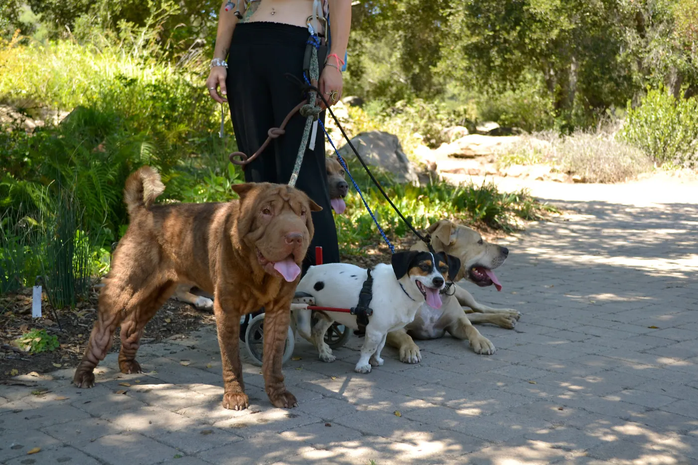 Trails n Tails 2015