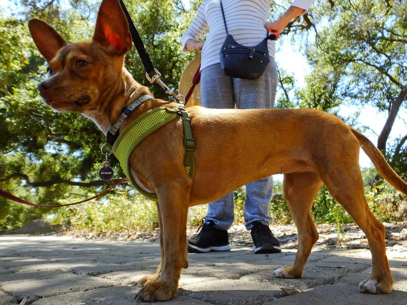Trails n Tails 2015