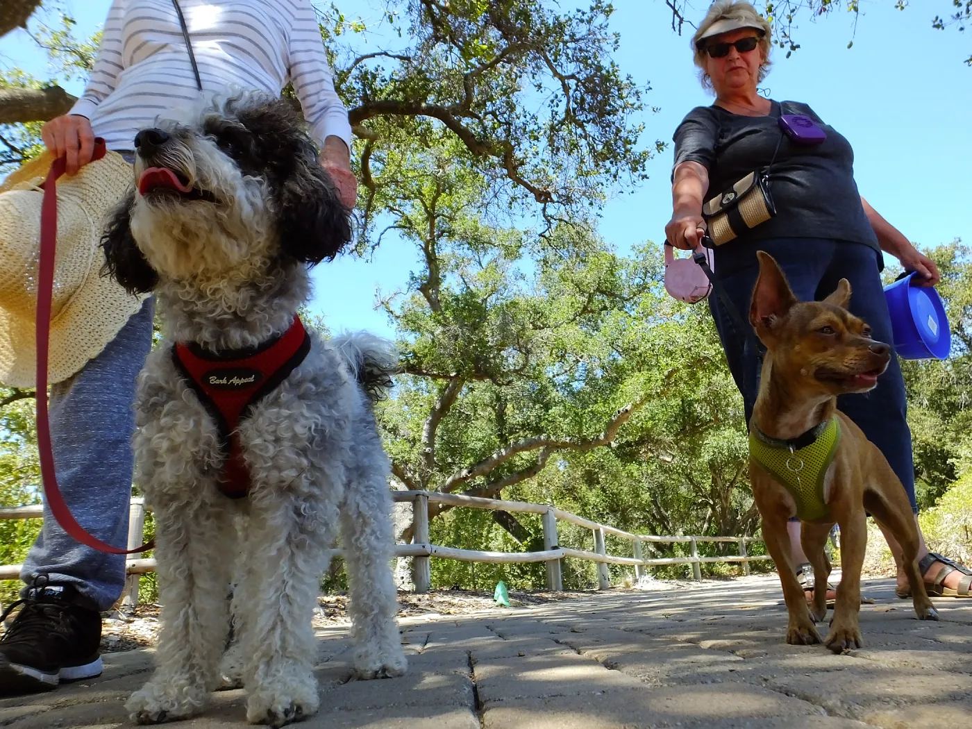 Trails n Tails 2015