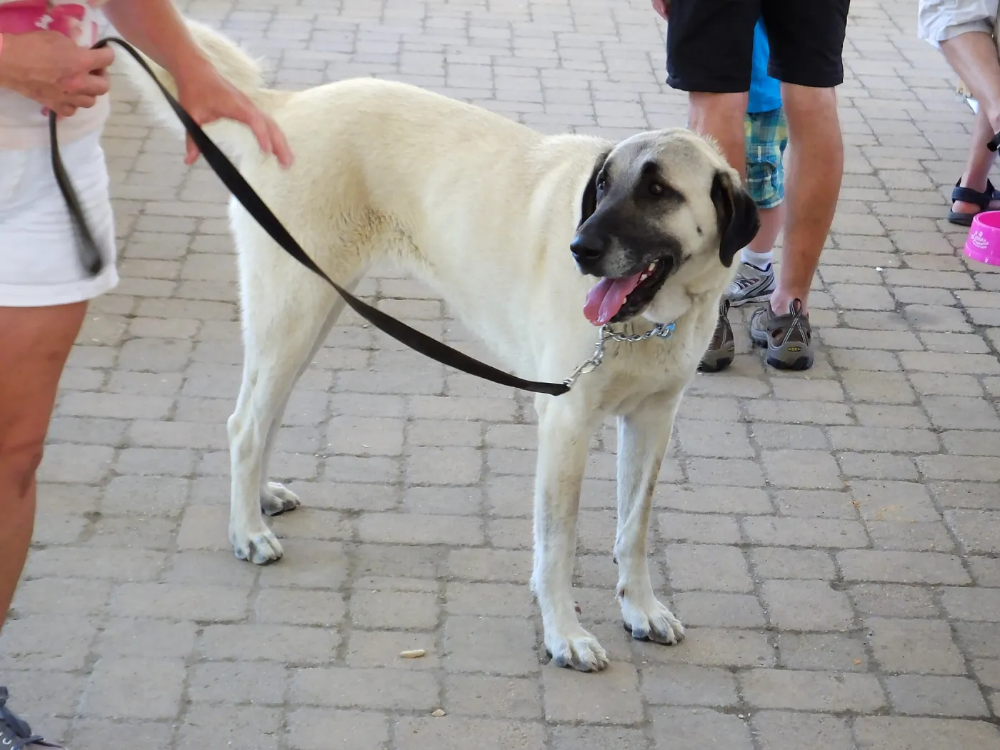 Trails n Tails 2015