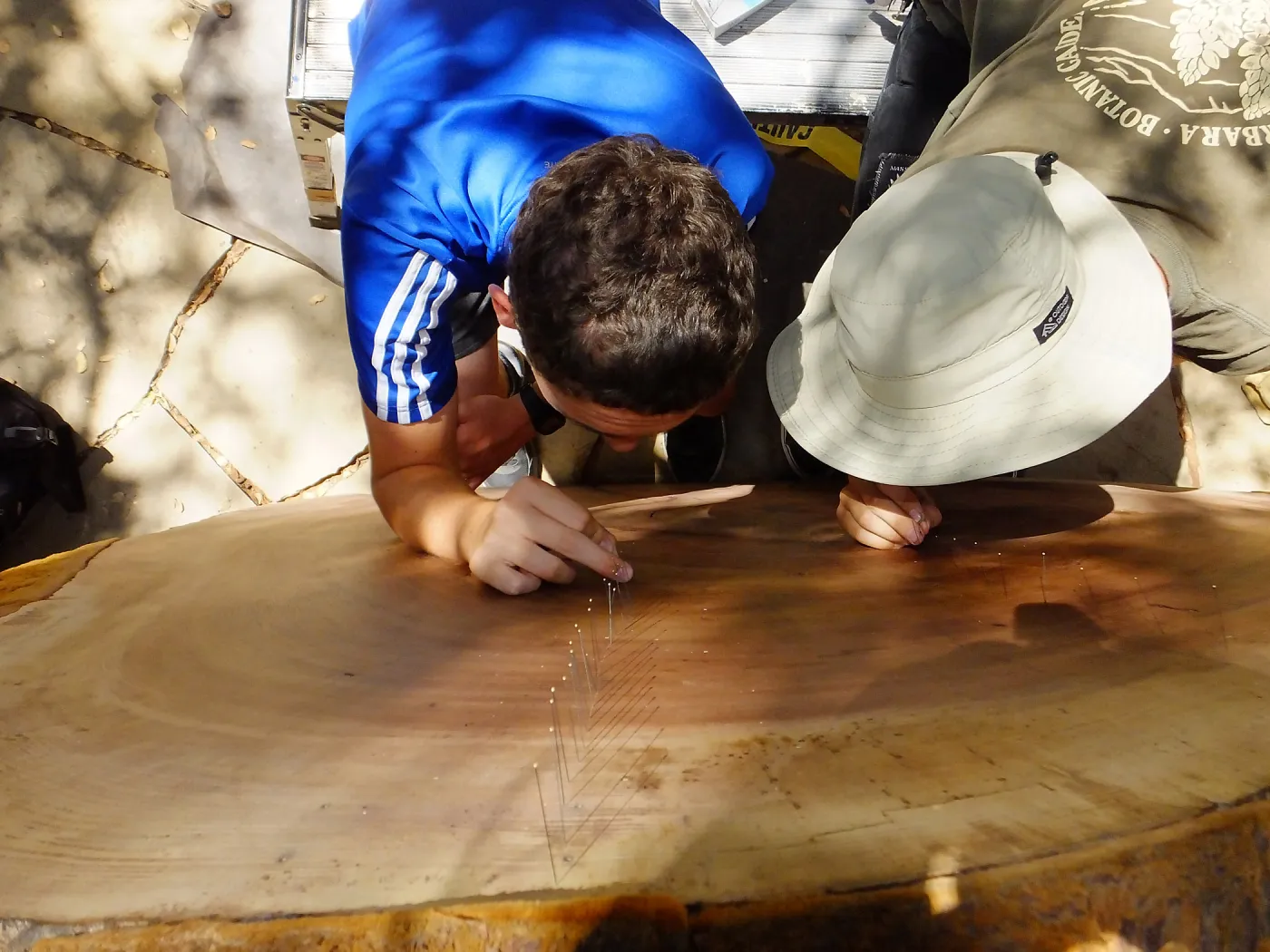 Volunteers counting redwood round rings