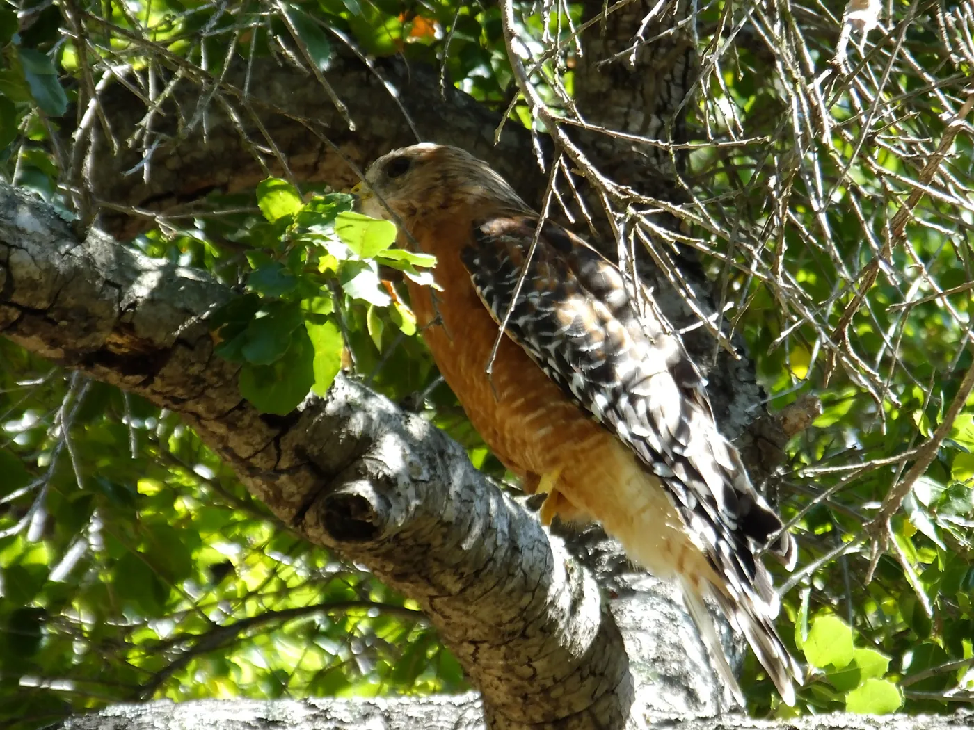 Coopers Hawk in Canyon
