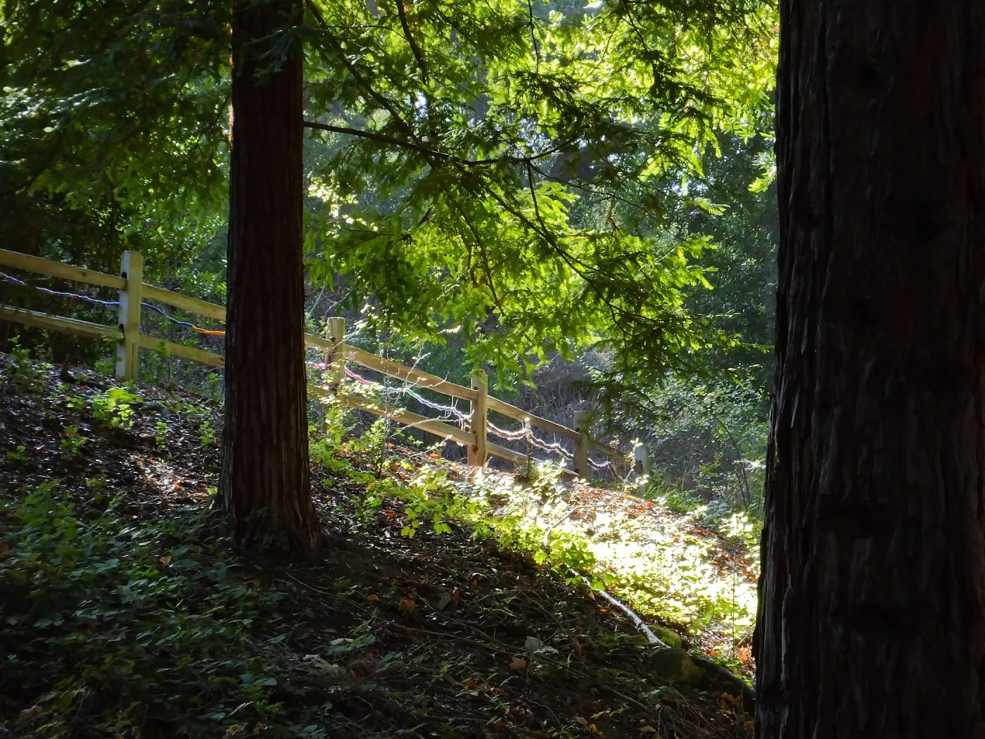 Dormant Dreams Yarn Blast, Redwoods Yarn Walk