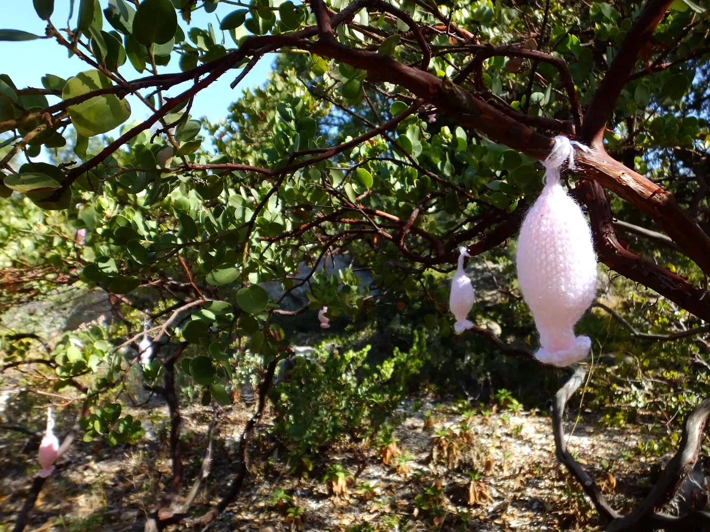 Dormant Dreams Yarn Blast, Off-Season Manzanita Blossoms