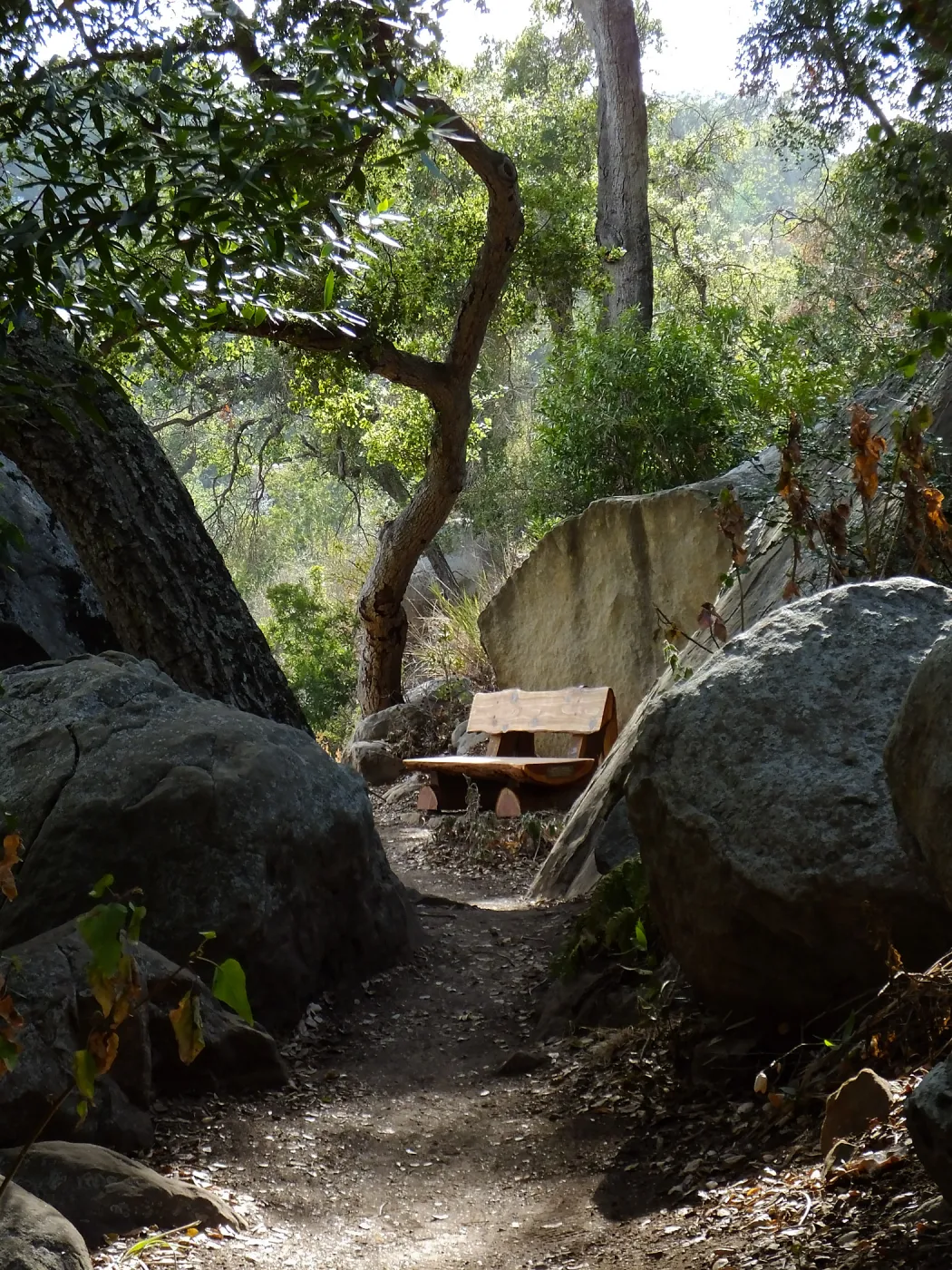 Anna's Bench, Pritchett Trail, shortly after installation