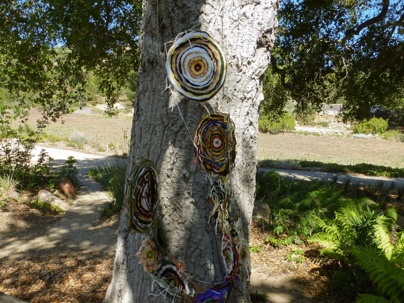 Dormant Dreams Yarn Blast Installation, Coast Oak Circles