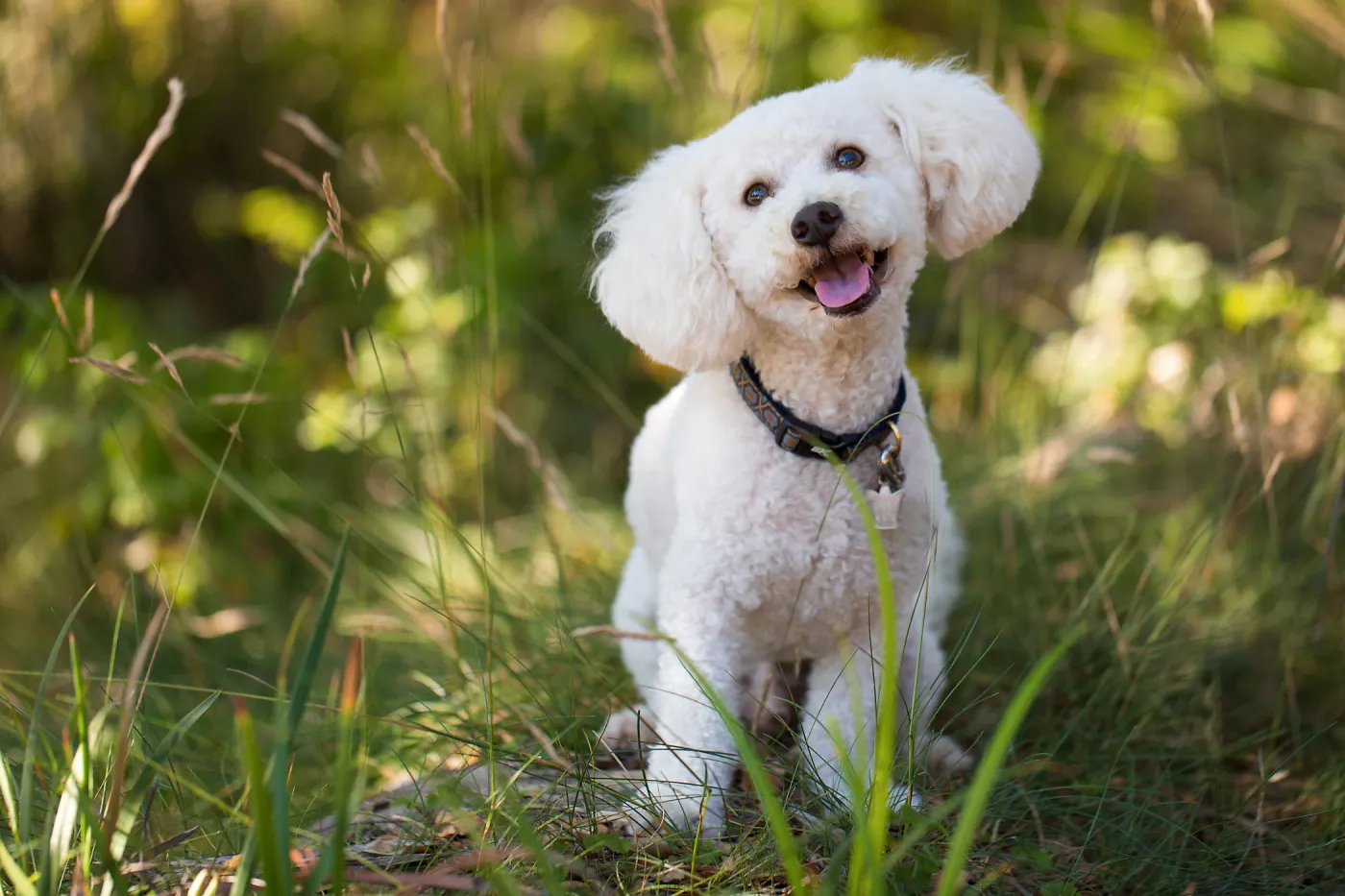 Trails n Tails 2015, dog portrait