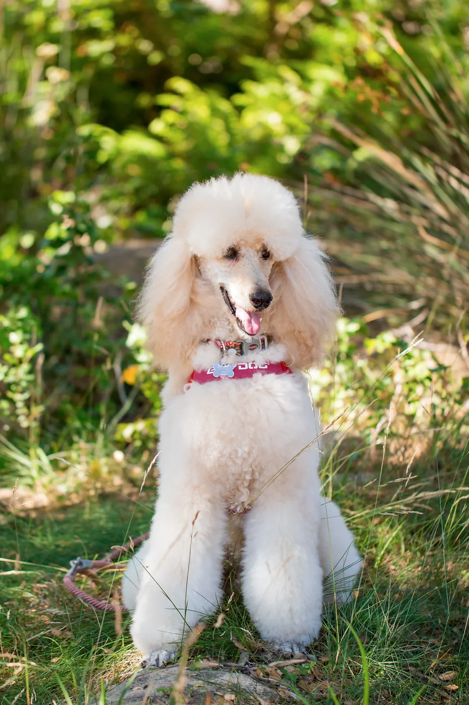 Trails n Tails 2015, dog portrait