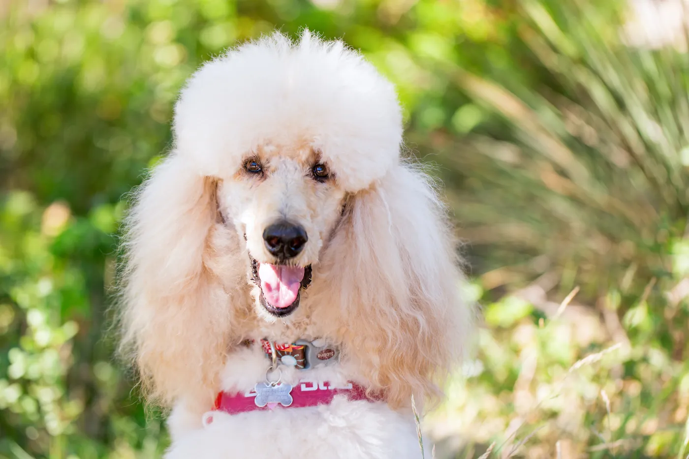 Trails n Tails 2015, dog portrait