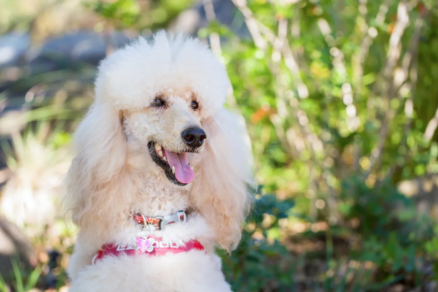 Trails n Tails 2015, dog portrait