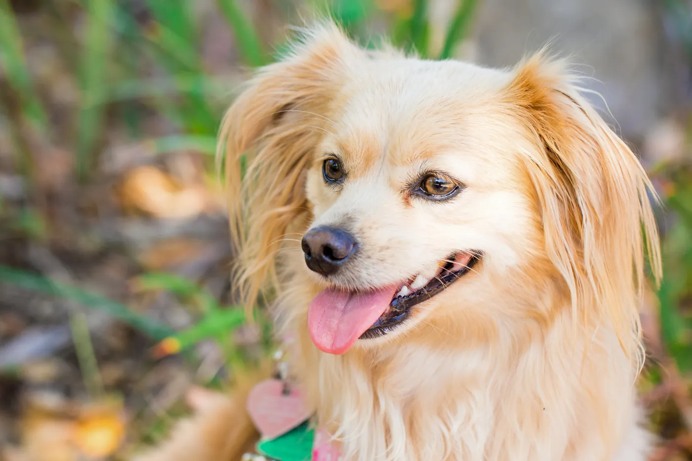 Trails n Tails 2015, dog portrait