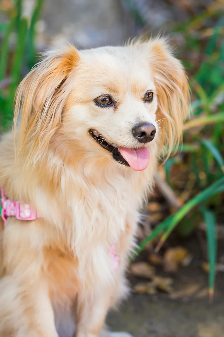 Trails n Tails 2015, dog portrait
