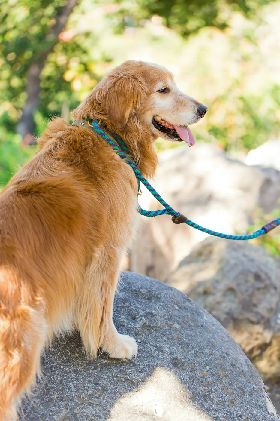 Trails n Tails 2015, dog portrait