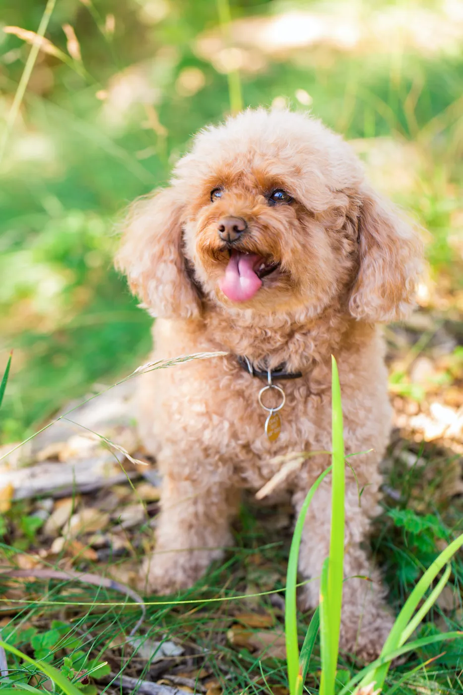 Trails n Tails 2015, dog portrait