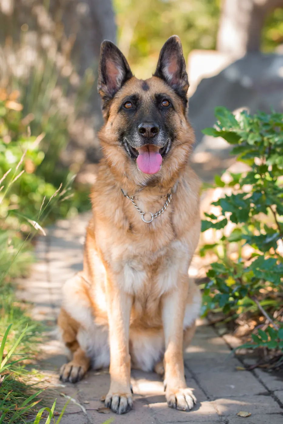 Trails n Tails 2015, dog portrait