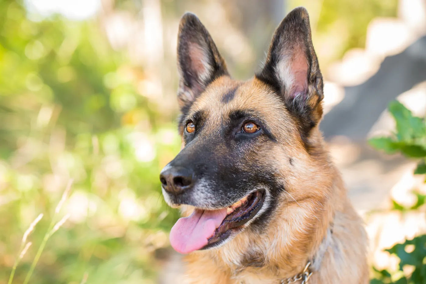 Trails n Tails 2015, dog portrait