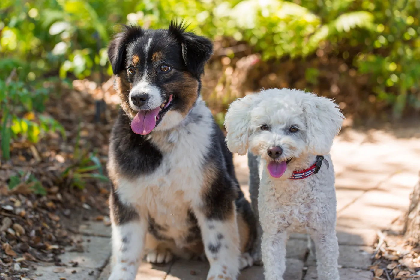 Trails n Tails 2015, dog portrait