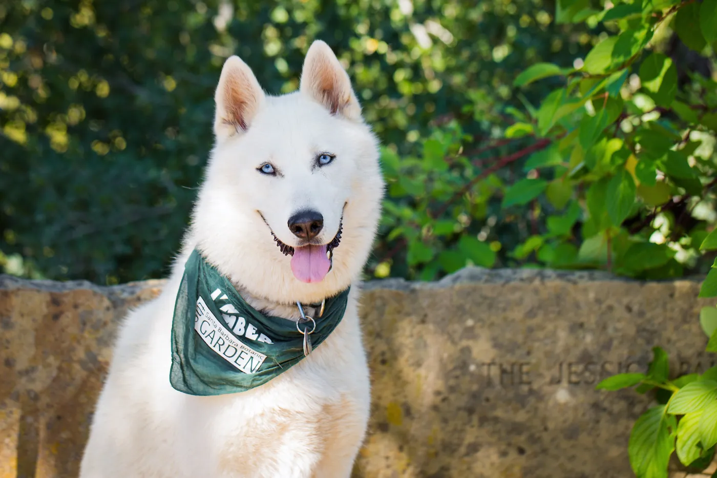 Trails n Tails 2015, dog portrait
