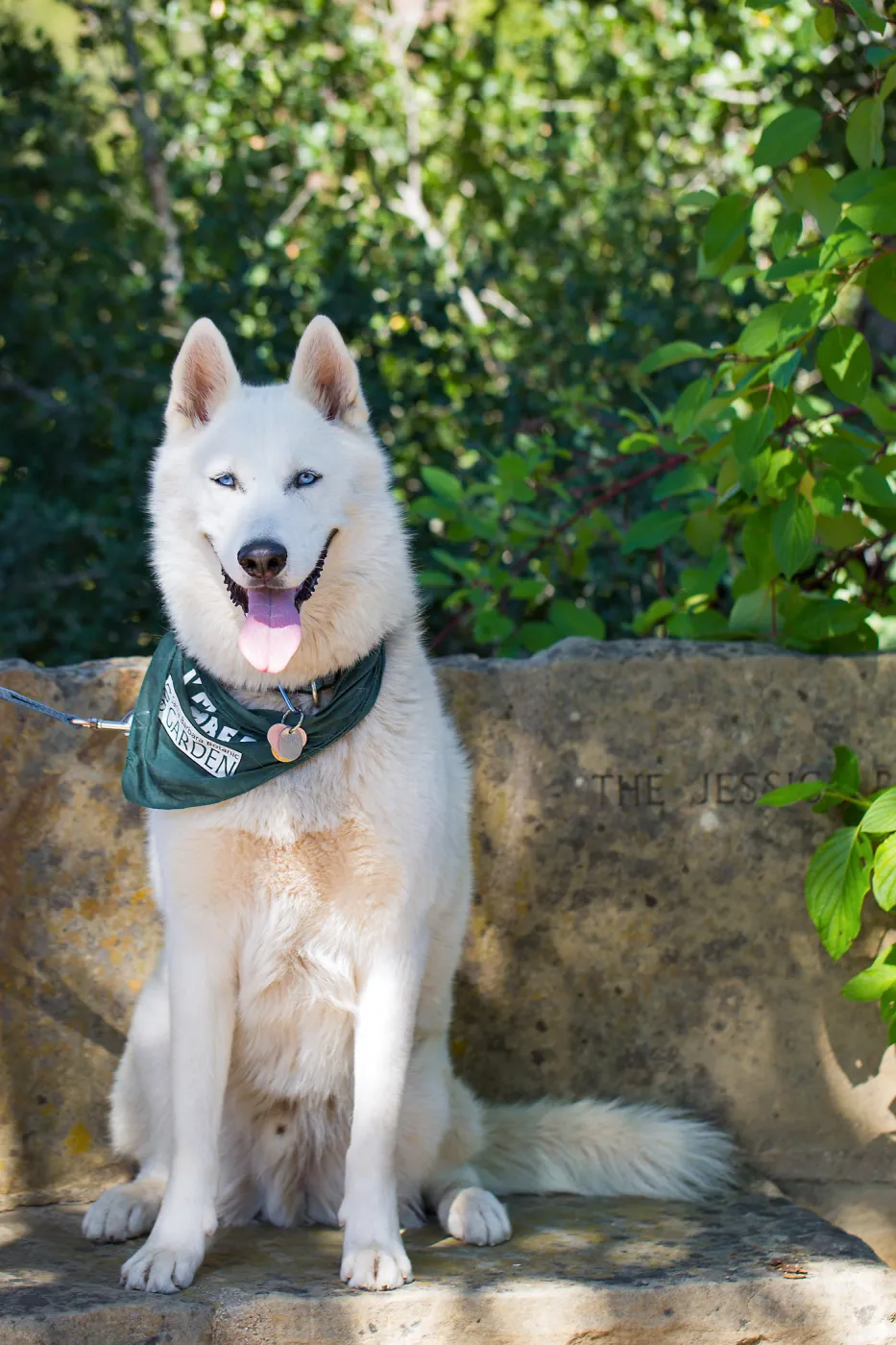 Trails n Tails 2015, dog portrait
