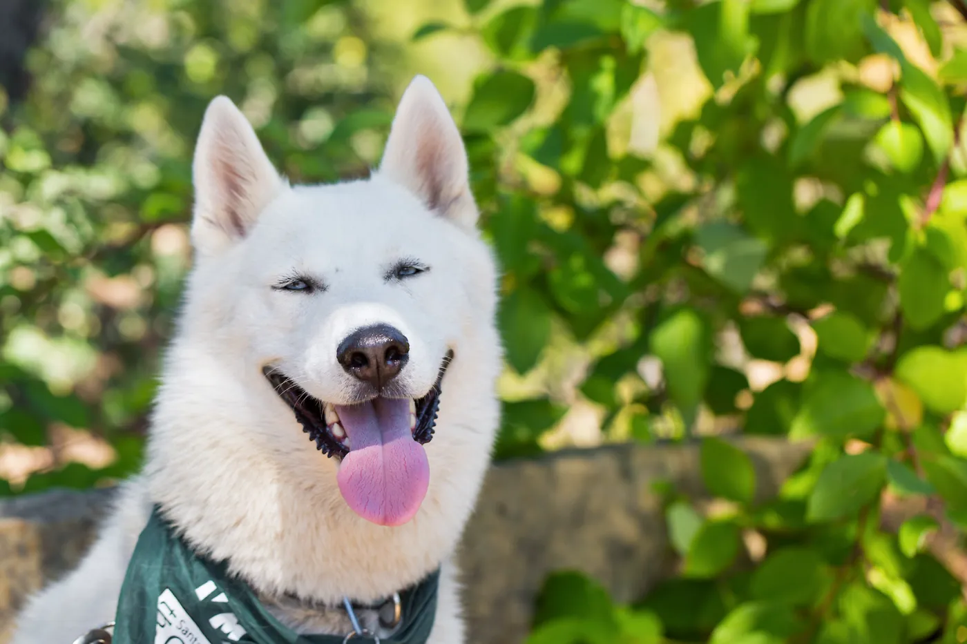 Trails n Tails 2015, dog portrait