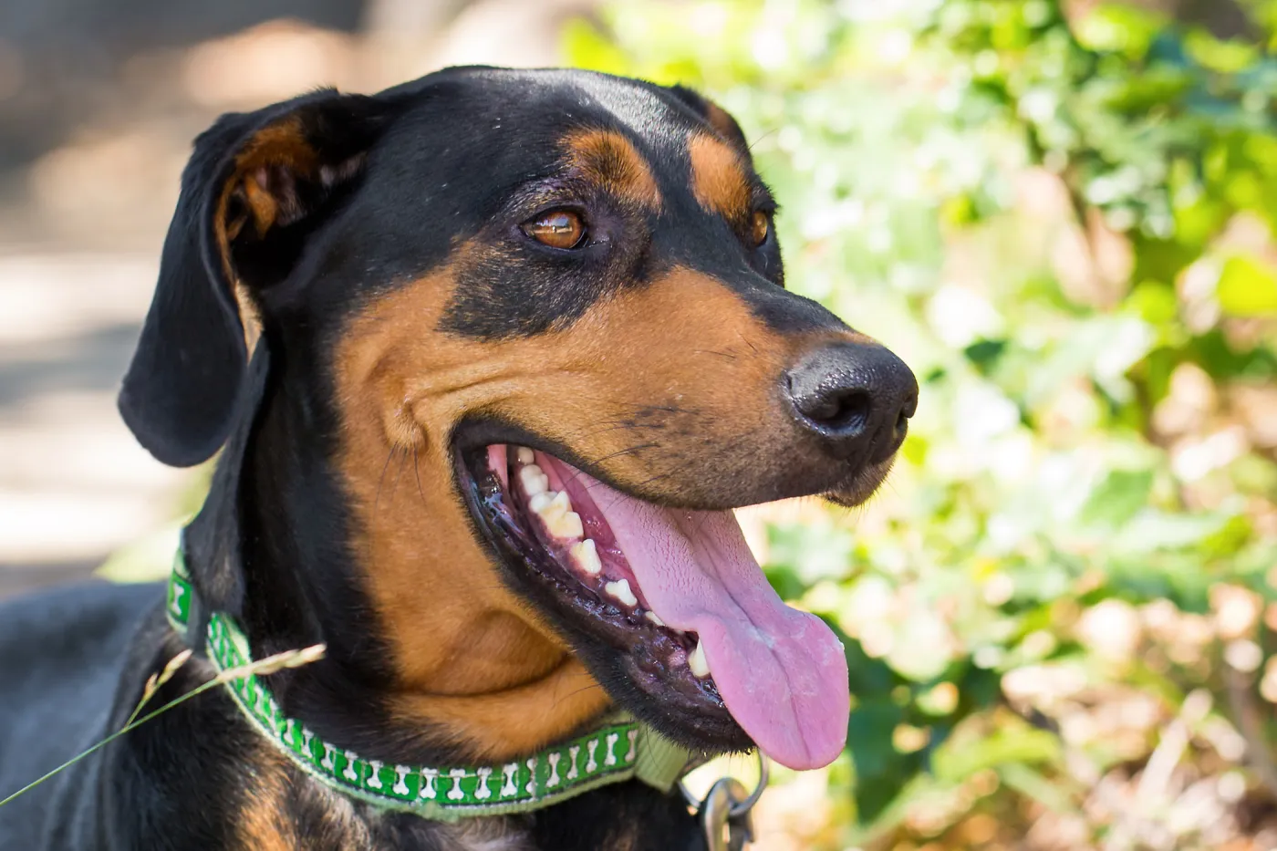 Trails n Tails 2015, dog portrait
