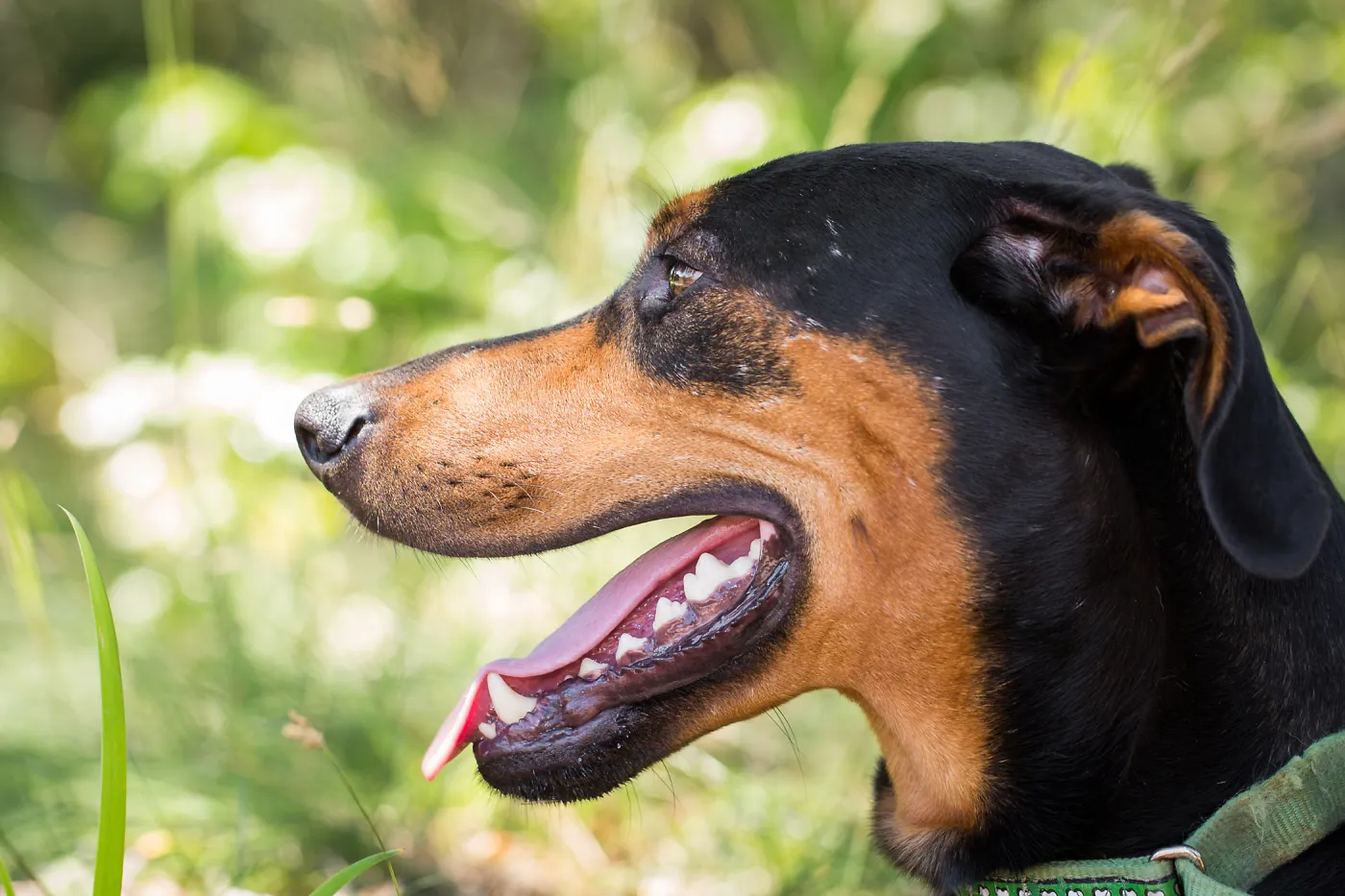 Trails n Tails 2015, dog portrait