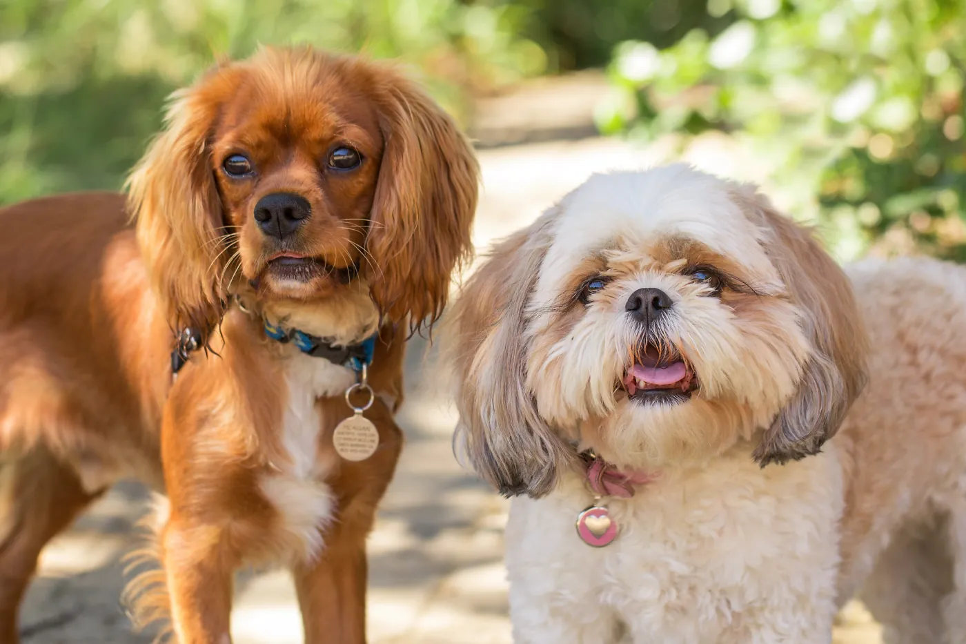 Trails n Tails 2015, dog portrait