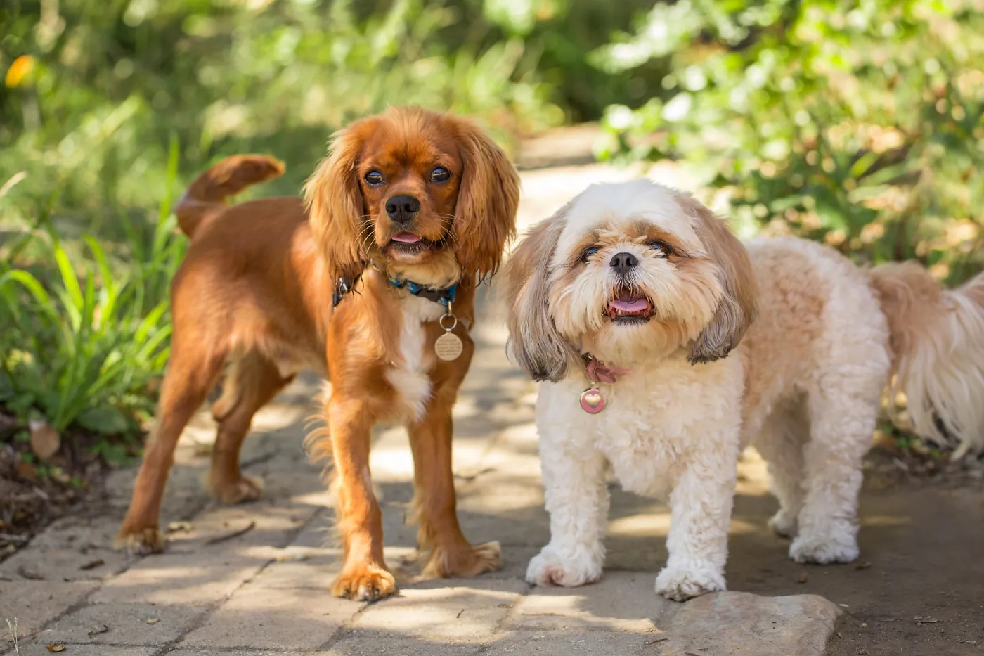 Trails n Tails 2015, dog portrait