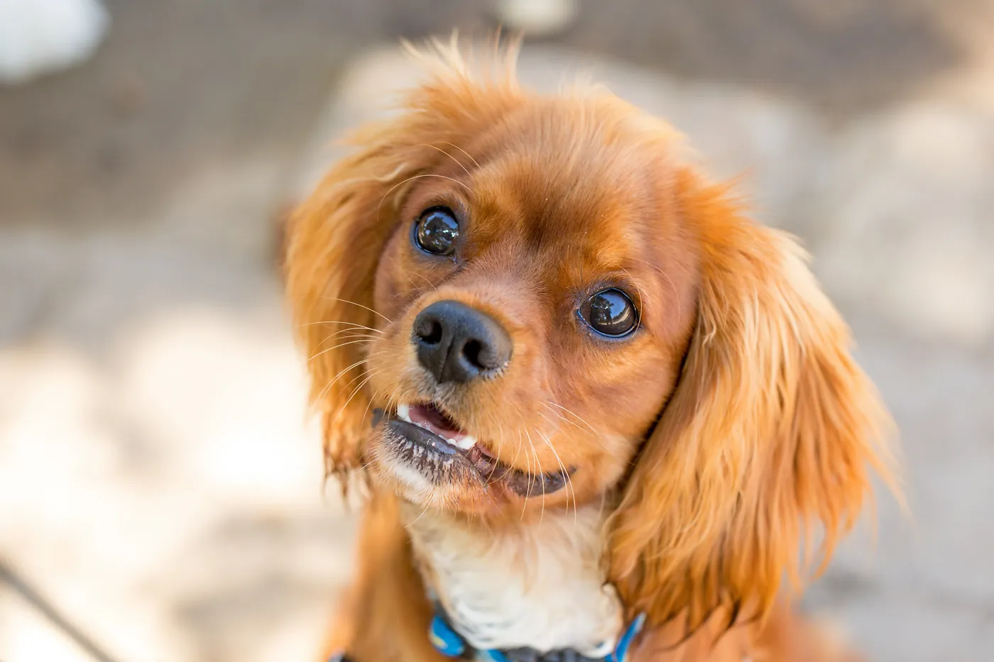 Trails n Tails 2015, dog portrait