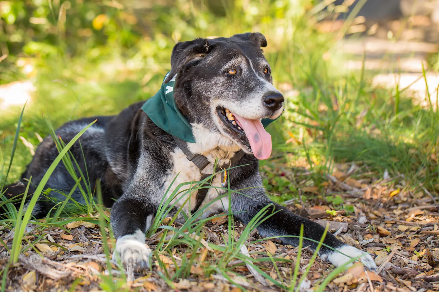 Trails n Tails 2015, dog portrait