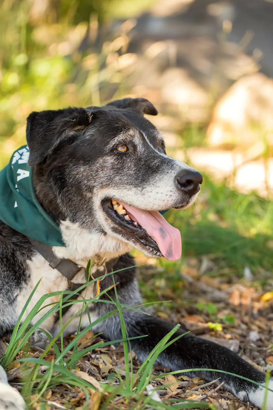Trails n Tails 2015, dog portrait