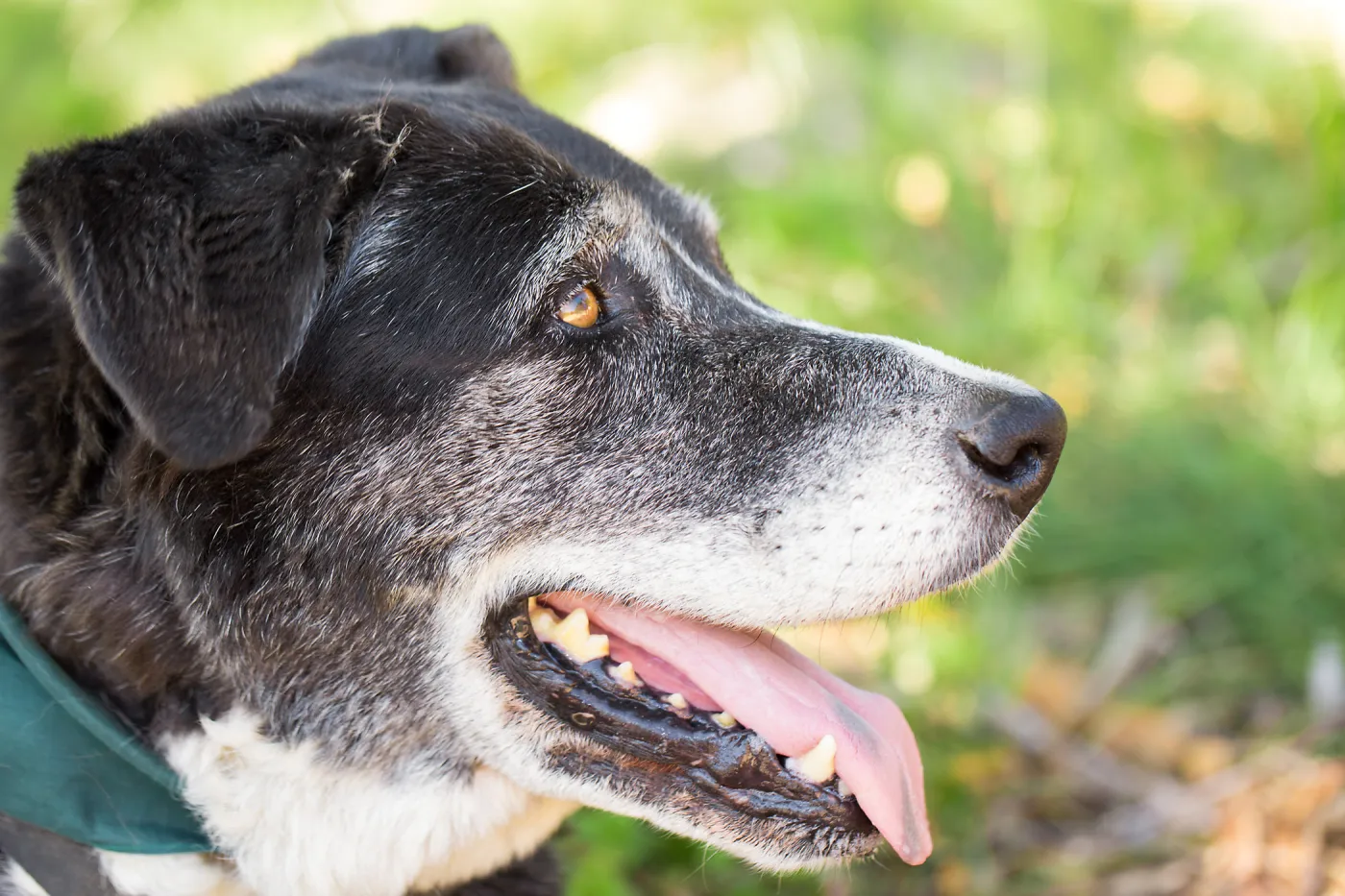 Trails n Tails 2015, dog portrait