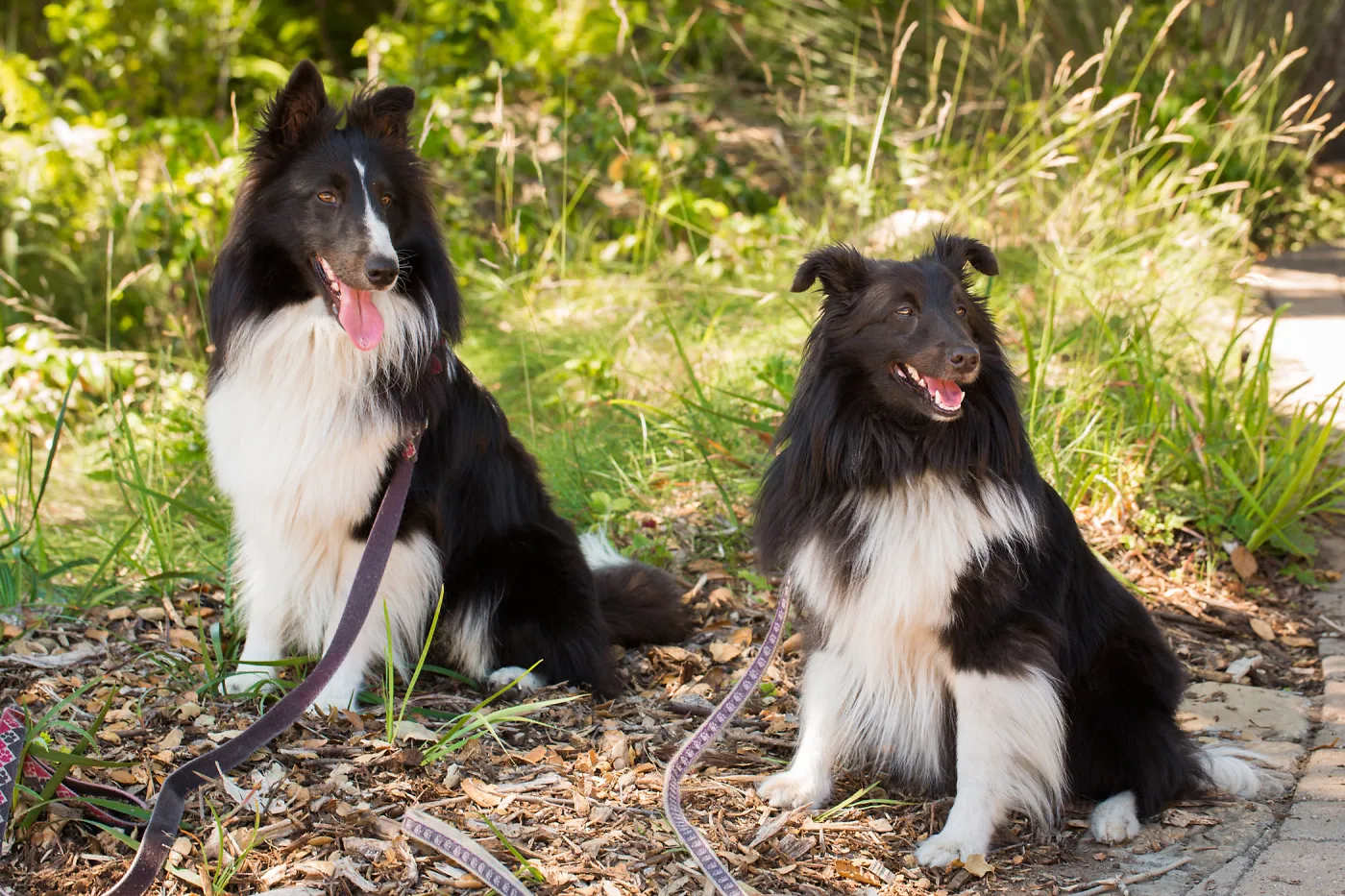 Trails n Tails 2015, dog portrait