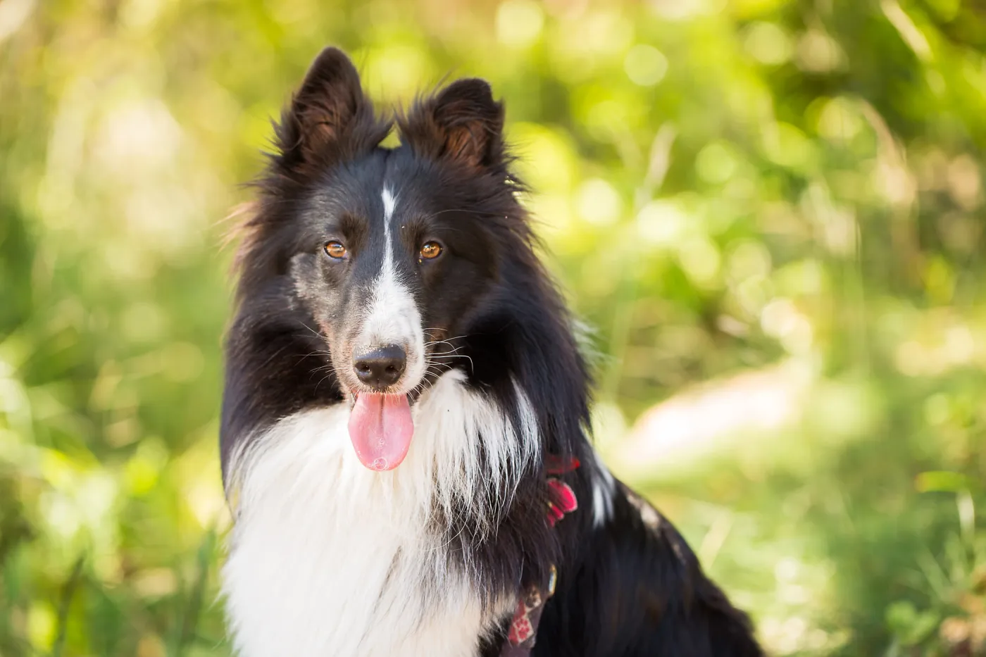 Trails n Tails 2015, dog portrait