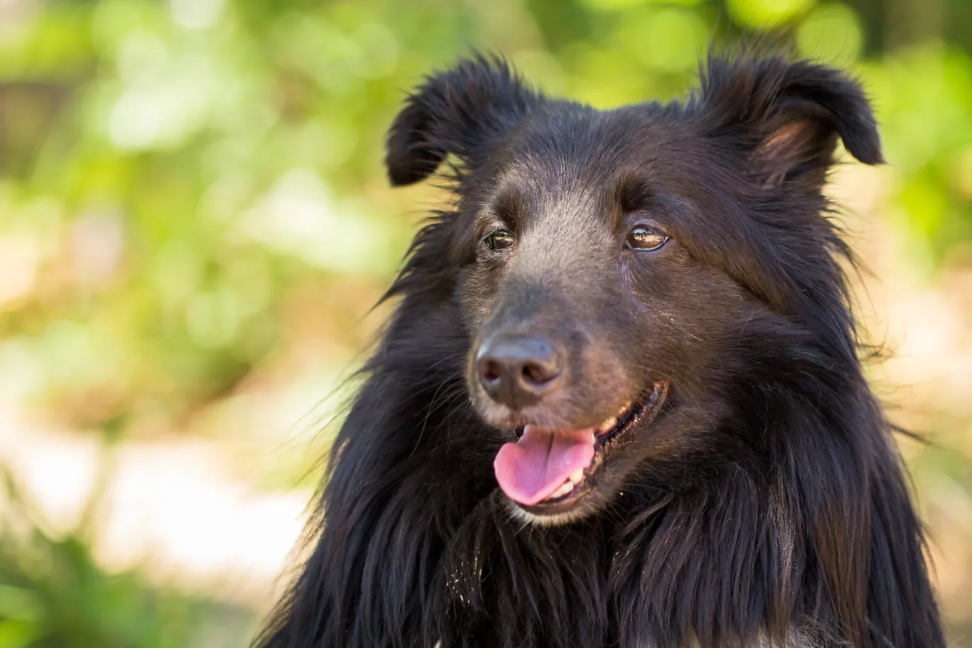 Trails n Tails 2015, dog portrait
