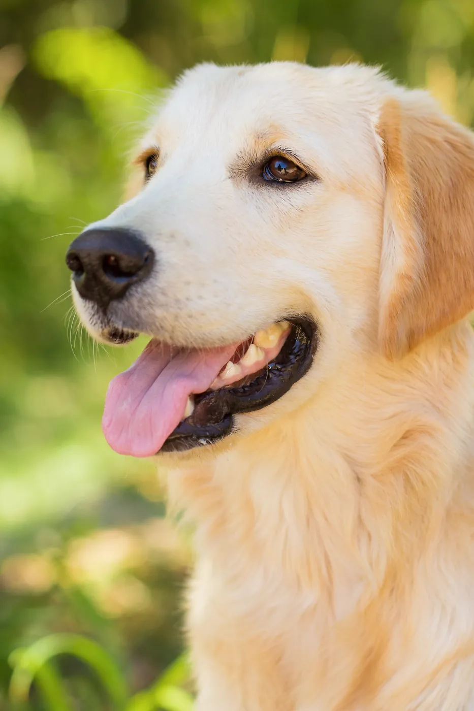 Trails n Tails 2015, dog portrait