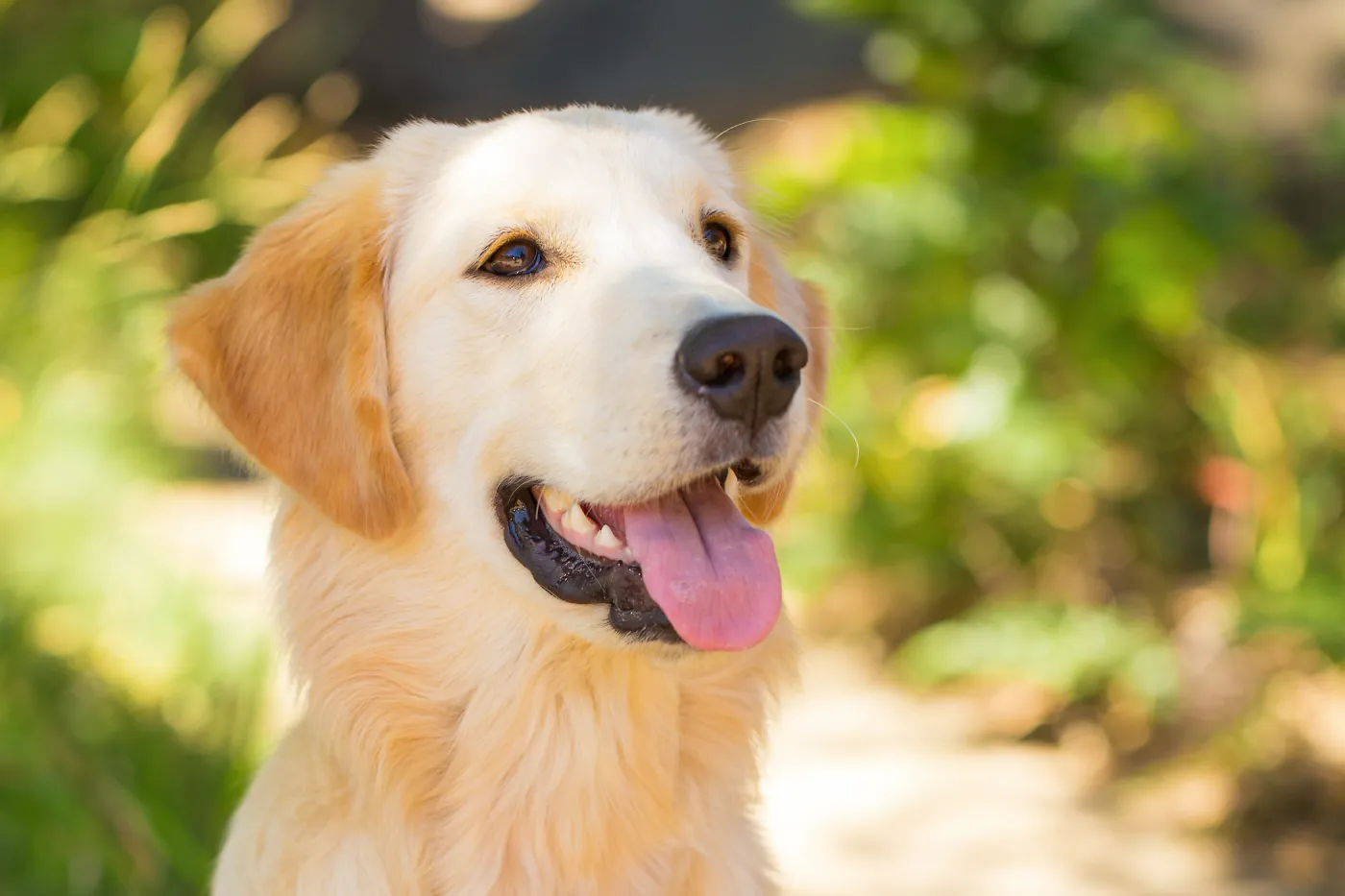 Trails n Tails 2015, dog portrait