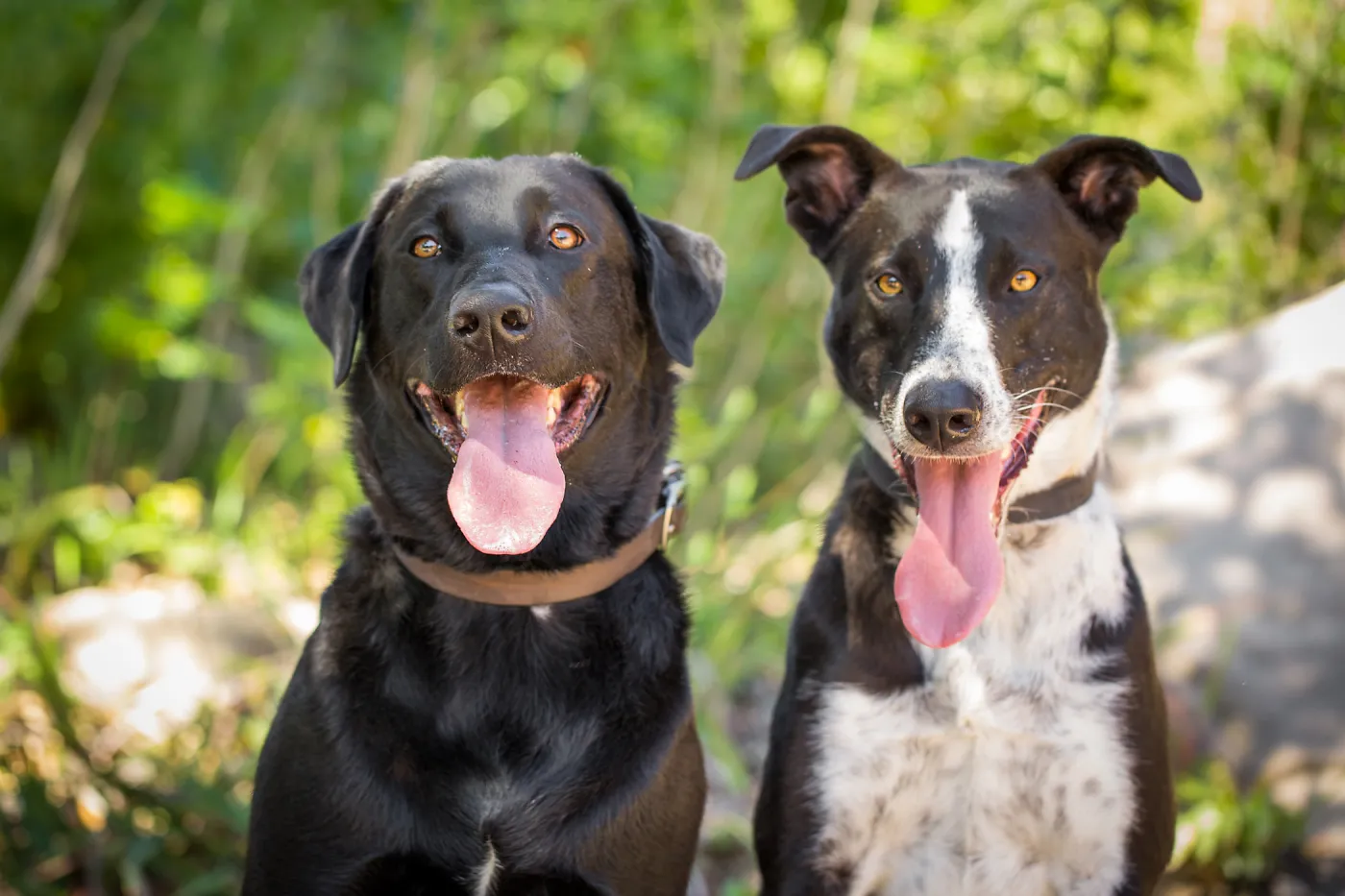 Trails n Tails 2015, dog portrait