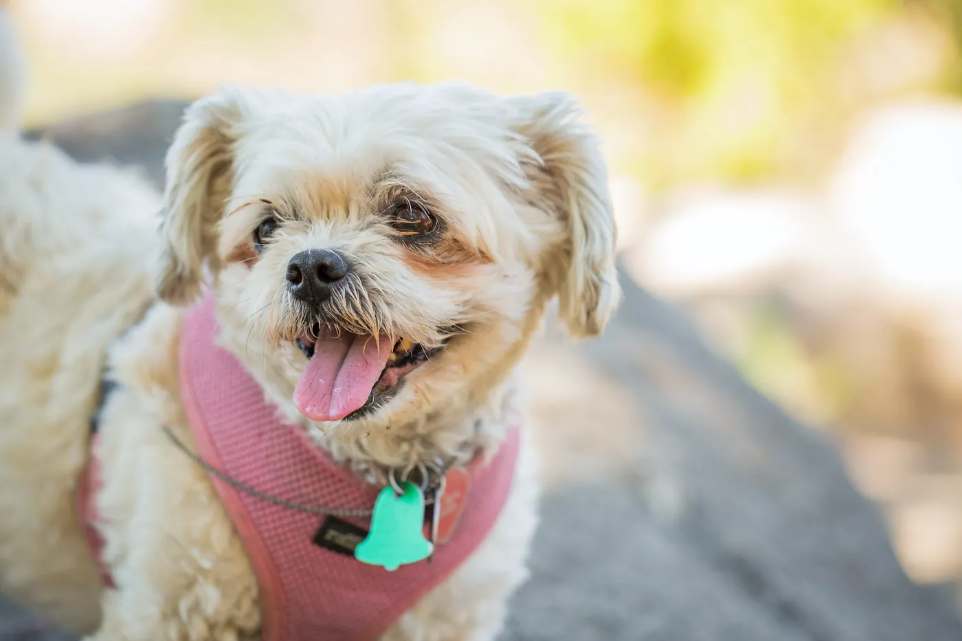 Trails n Tails 2015, dog portrait