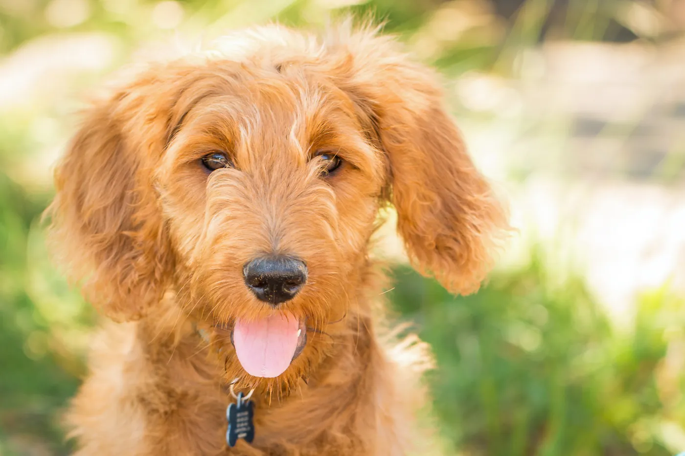 Trails n Tails 2015, dog portrait