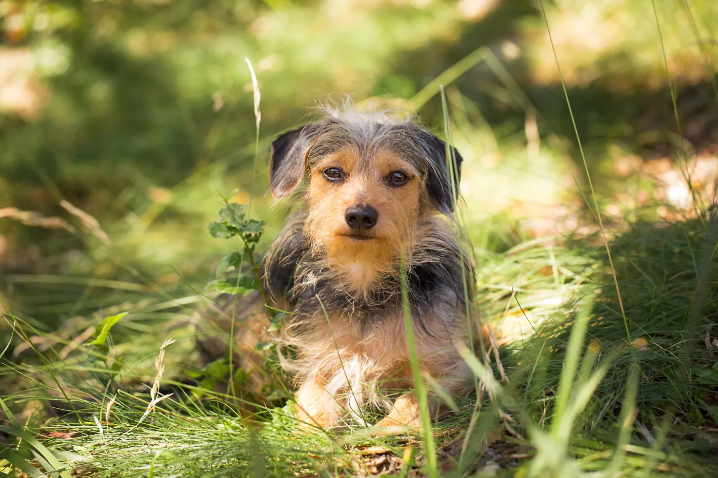 Trails n Tails 2015, dog portrait