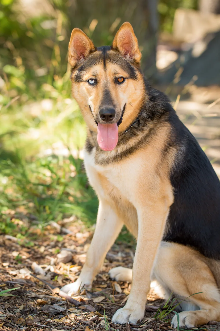 Trails n Tails 2015, dog portrait