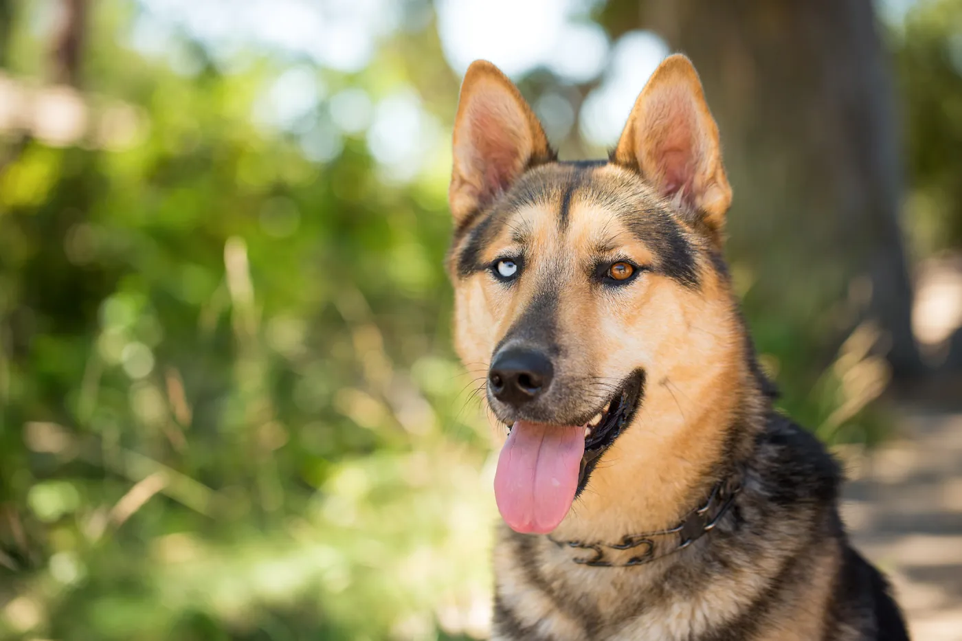 Trails n Tails 2015, dog portrait