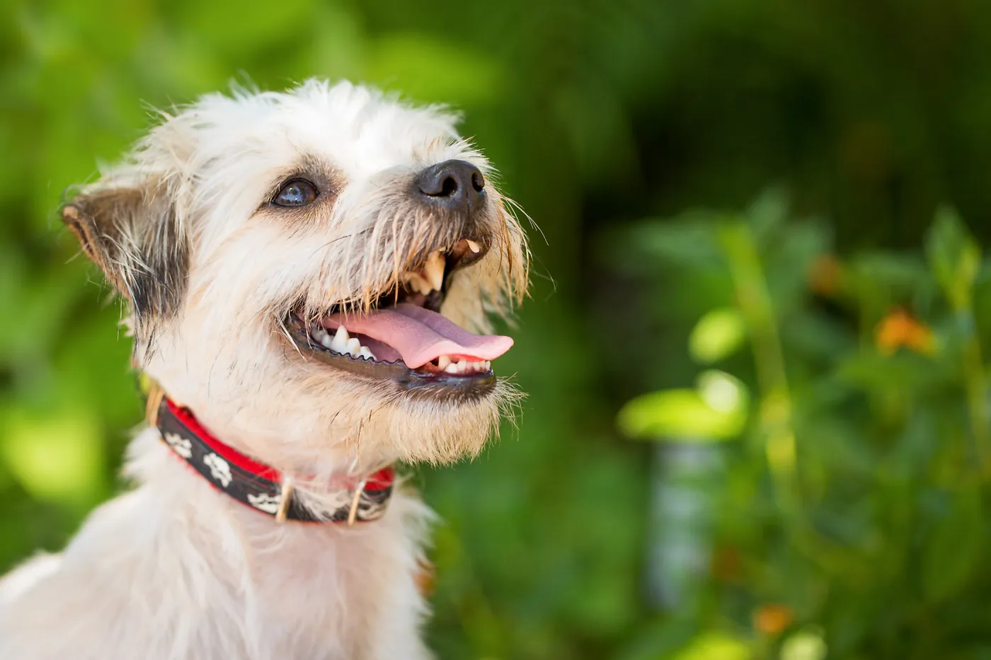Trails n Tails 2015, dog portrait