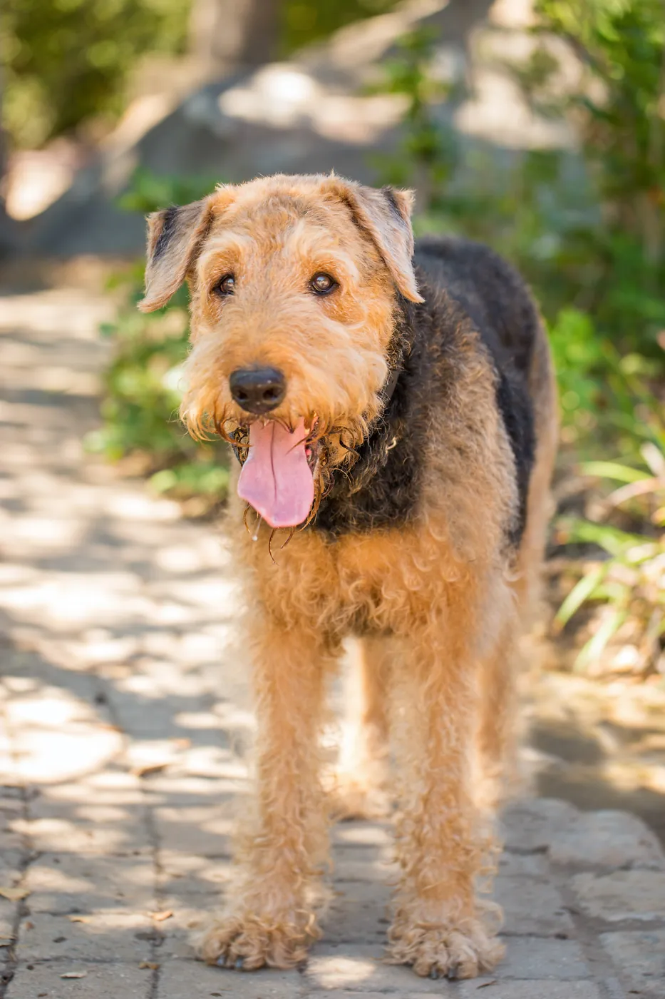 Trails n Tails 2015, dog portrait