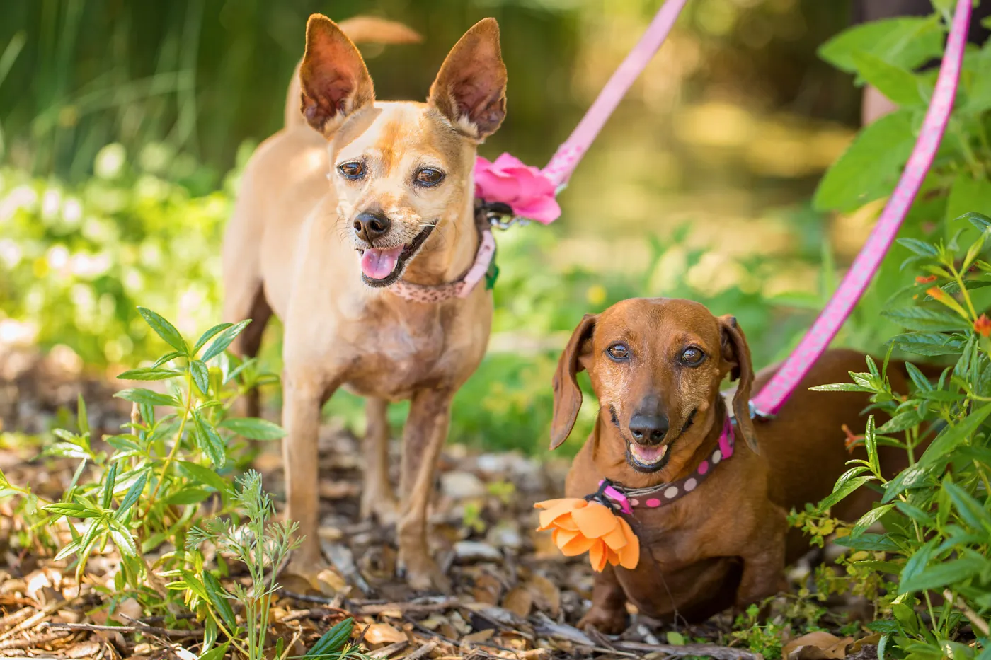Trails n Tails 2015, dog portrait