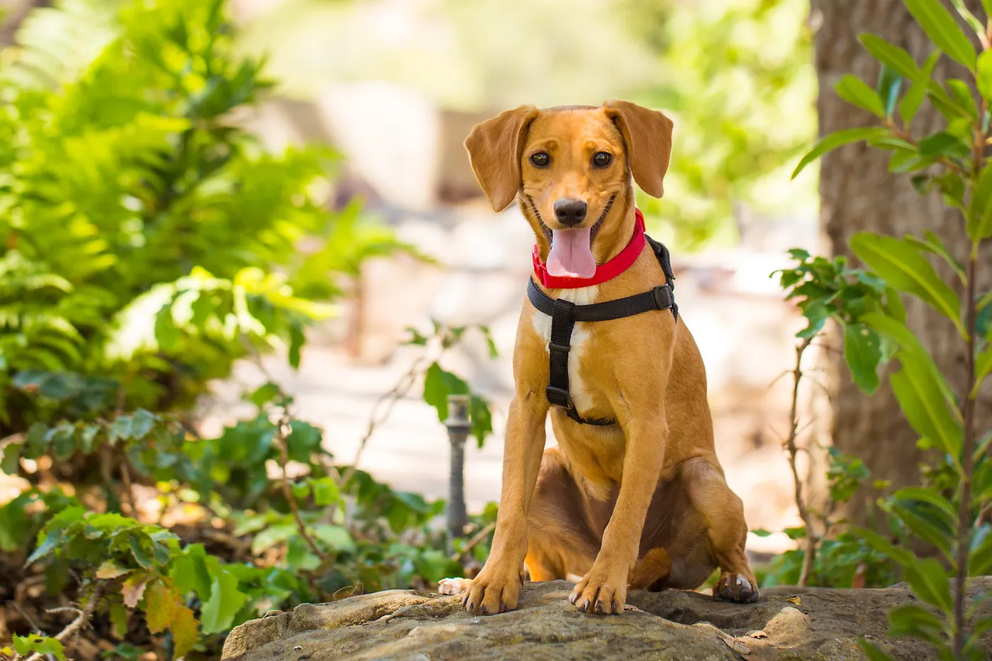 Trails n Tails 2015, dog portrait