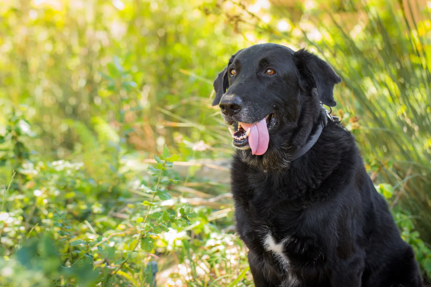 Trails n Tails 2015, dog portrait